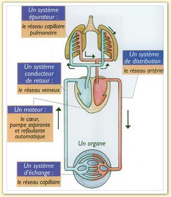 Alveoles